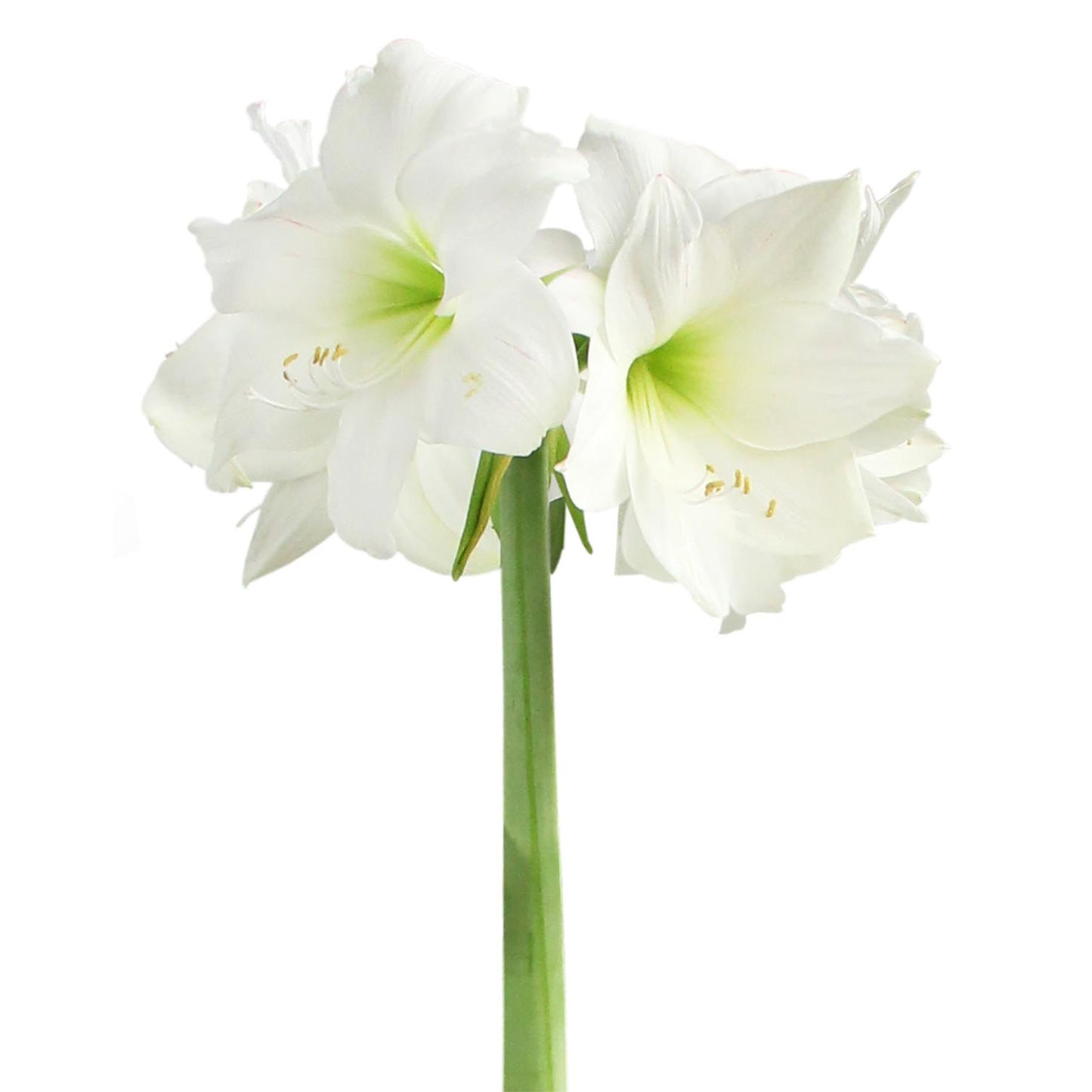 Wedding Dance® Symphony Amaryllis - 24-28 cm bulb