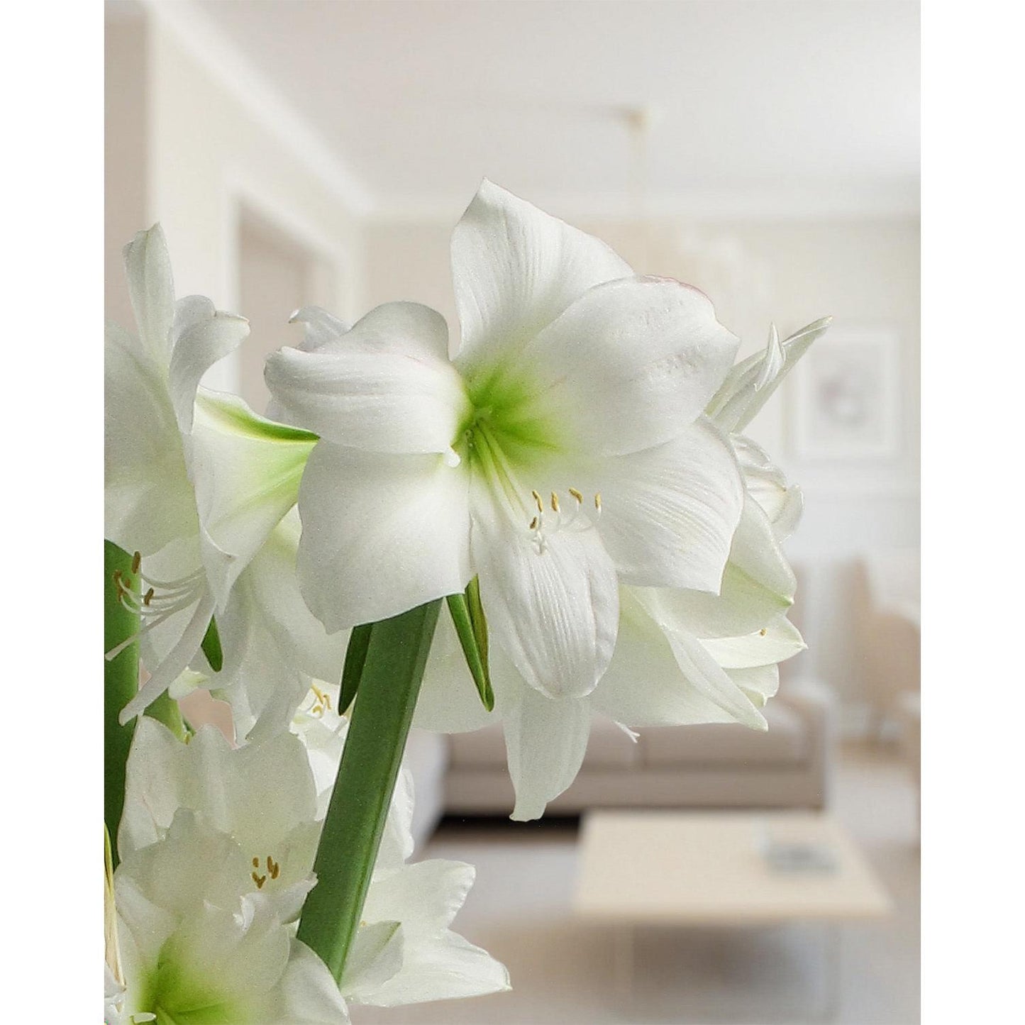 Wedding Dance® Symphony Amaryllis - 24-28 cm bulb