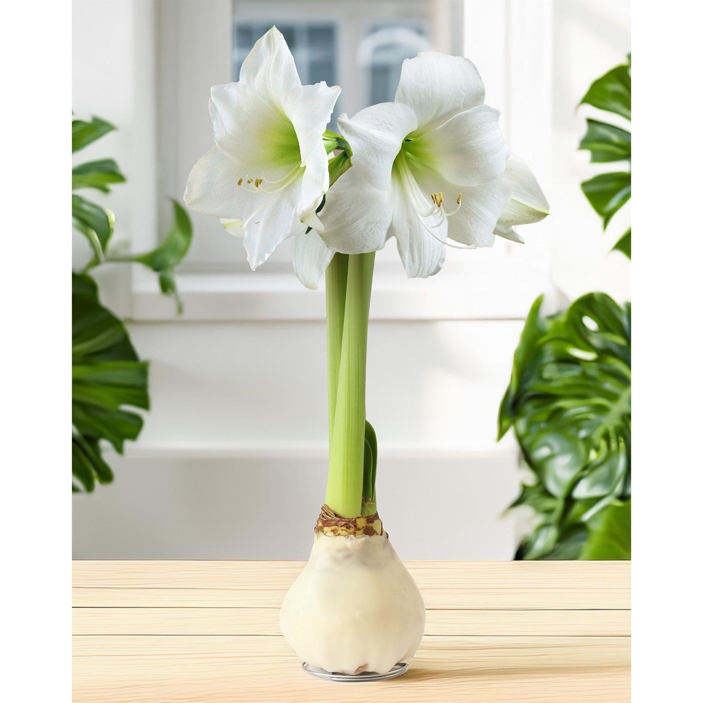 White Waxed Amaryllis with White Flower