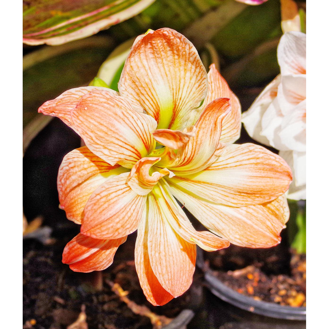 Zombie® Sonata Amaryllis - 16-20 cm bulb
