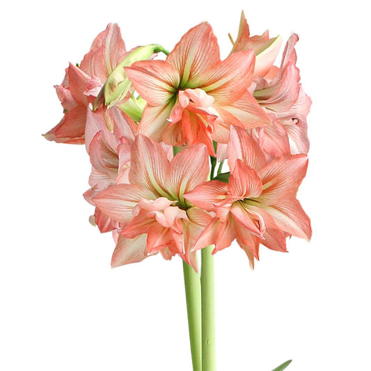 Zombie® Sonata Amaryllis - 16-20 cm bulb