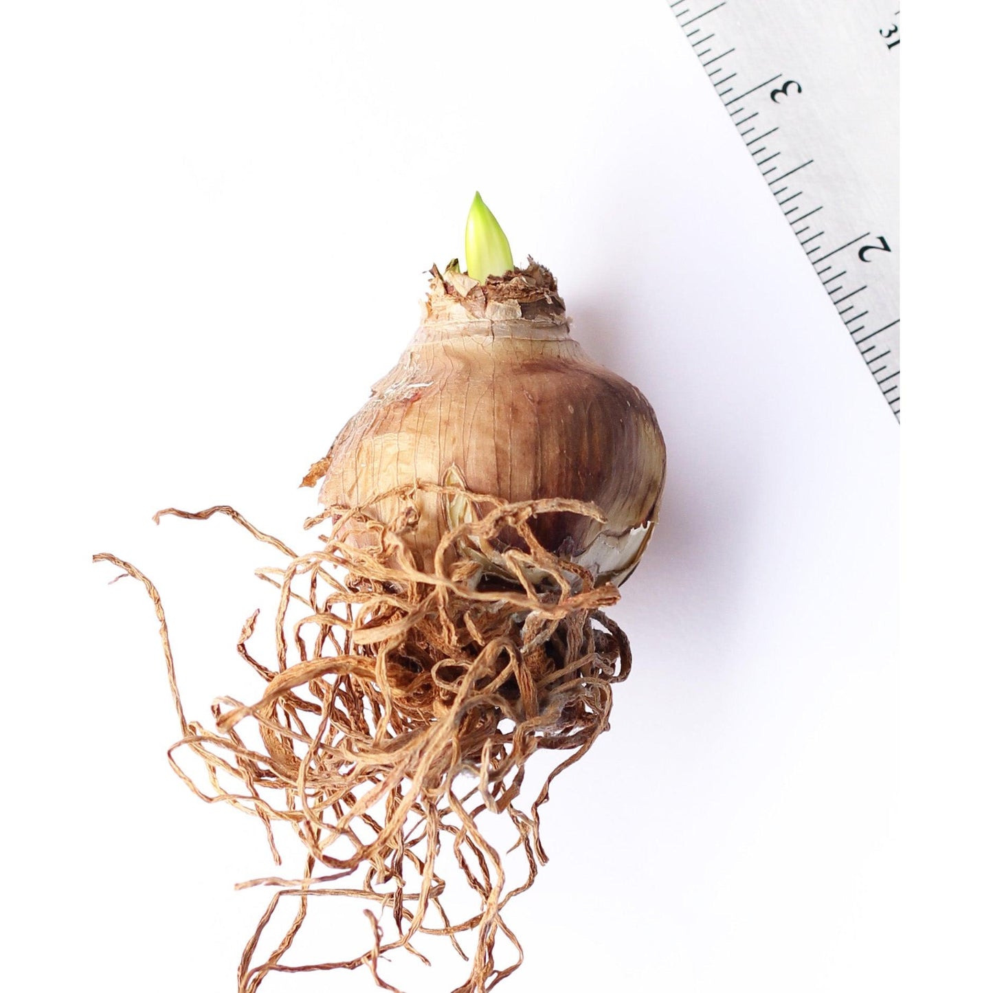 Lemon Sorbet® Sonatini Amaryllis - 16-20 cm bulb