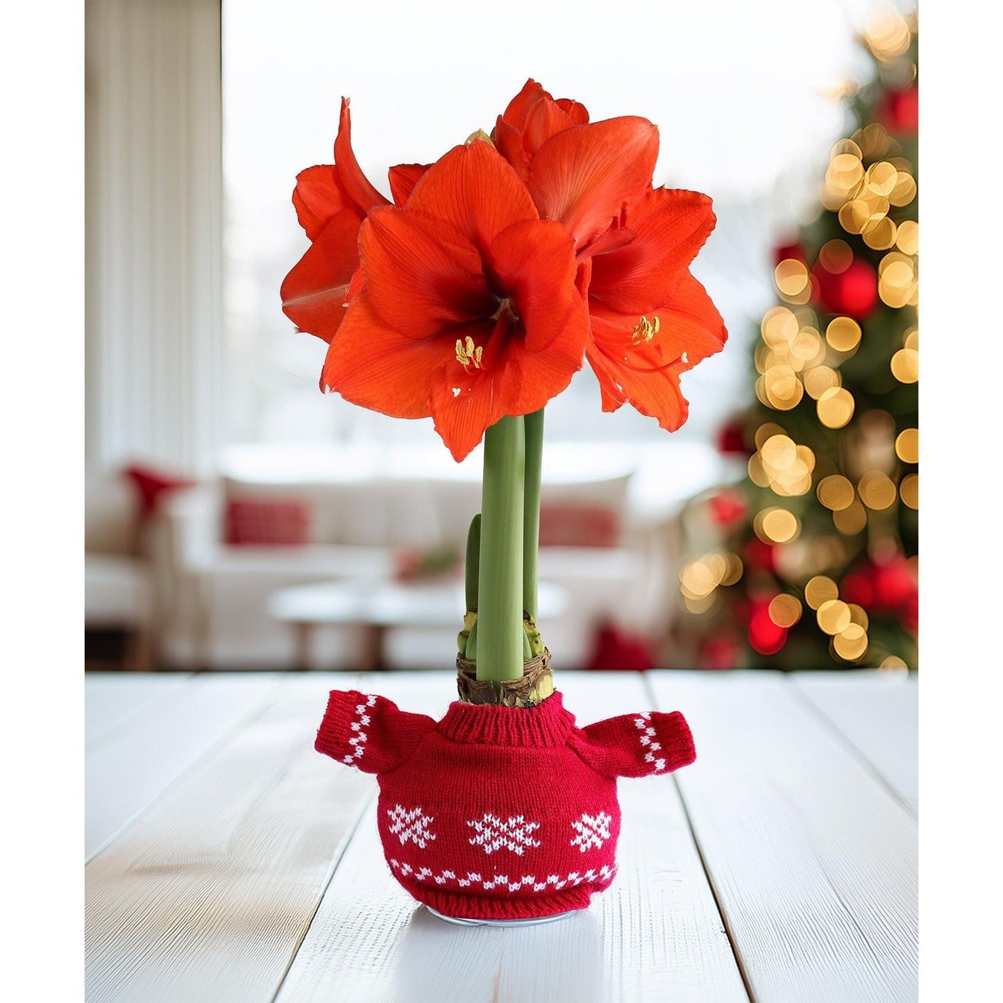 Snowflake Sweater Amaryllis with Red Flower