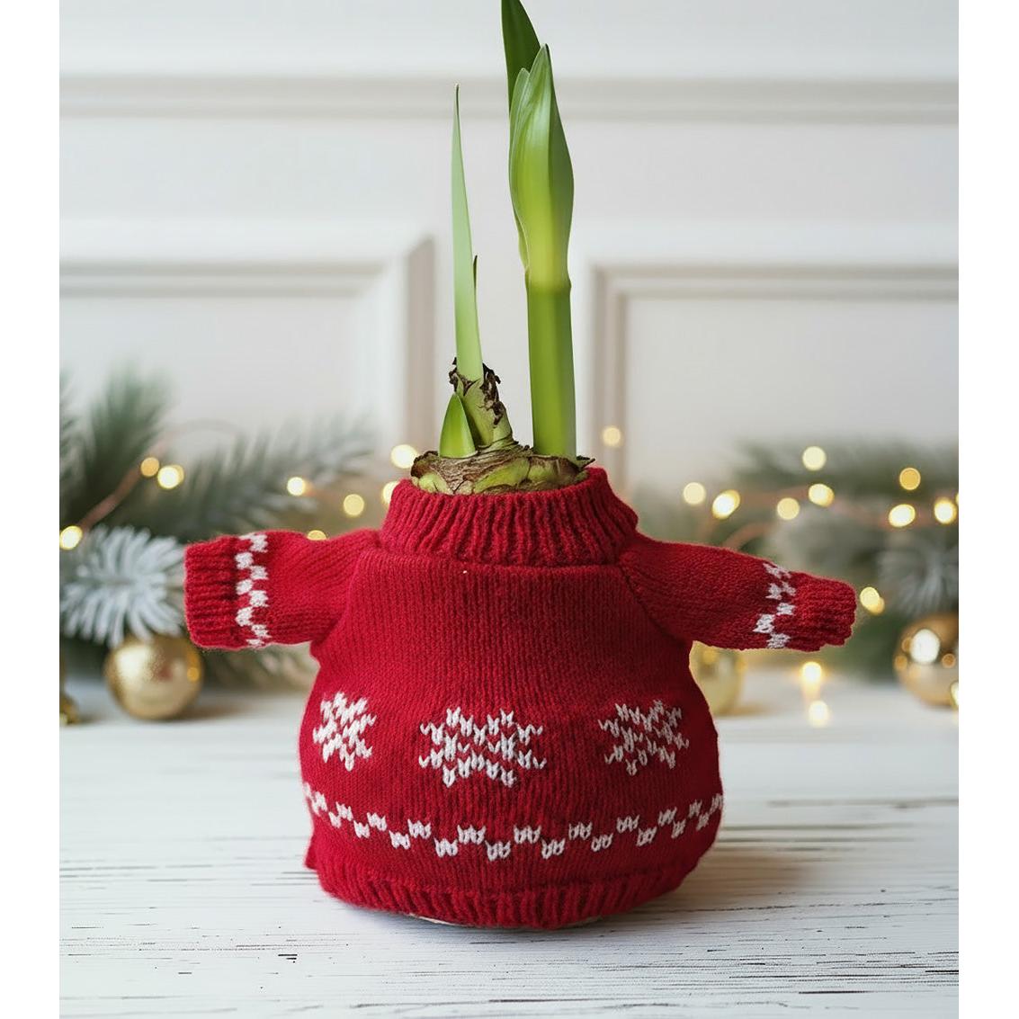 Snowflake Sweater Amaryllis with Red Flower