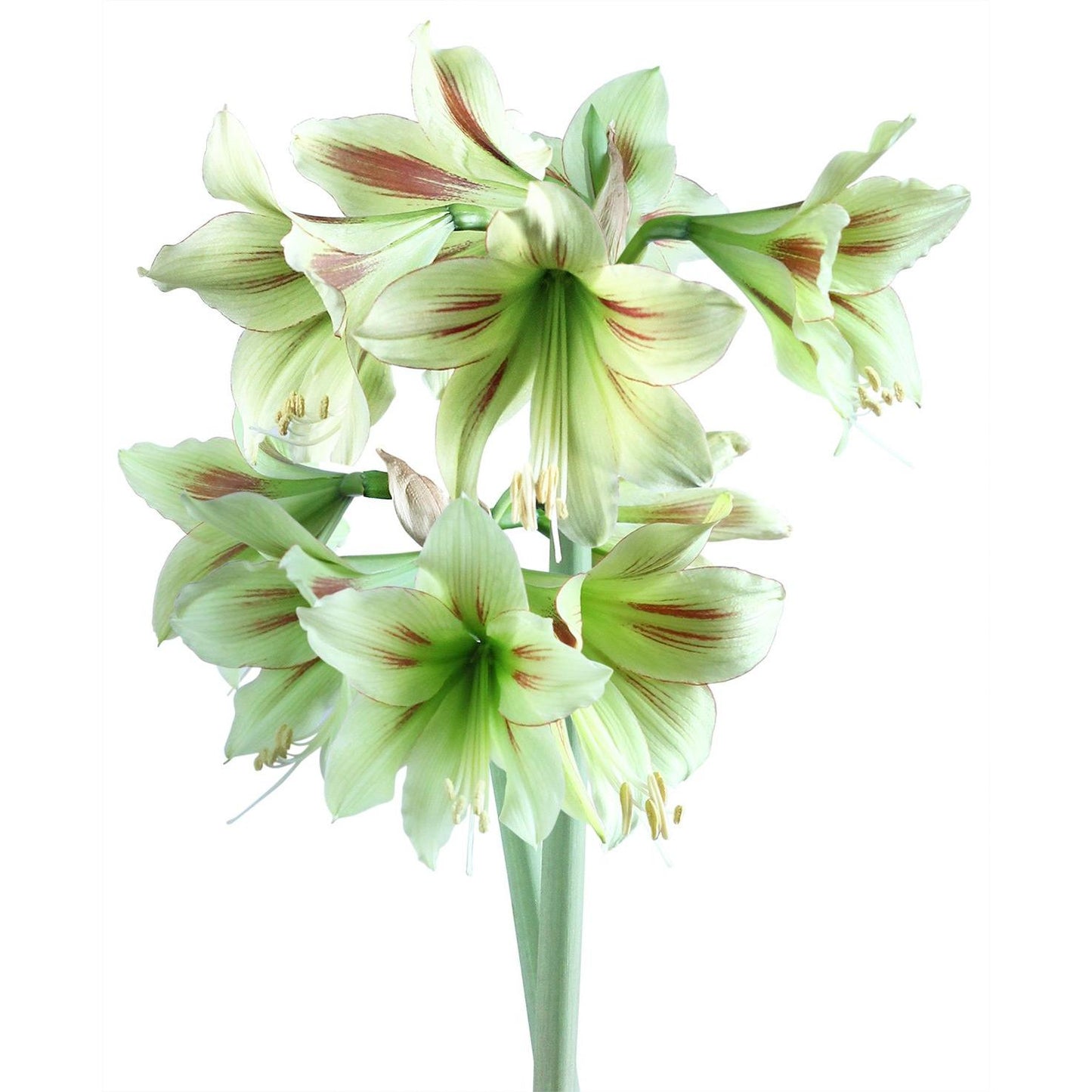 Graffiti® Sonatini Amaryllis - 14-18 cm bulb