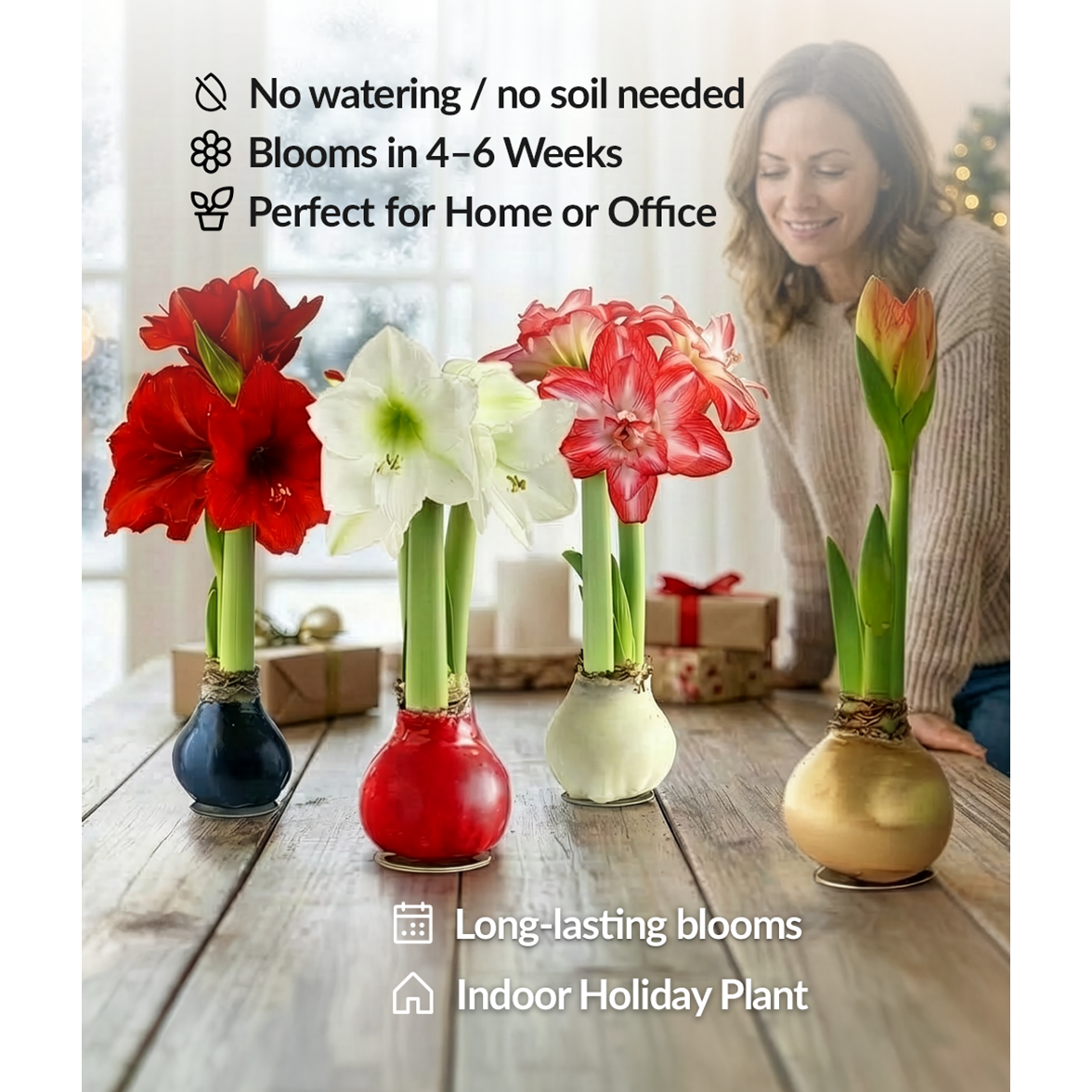 Red Waxed Amaryllis with Pink Flower