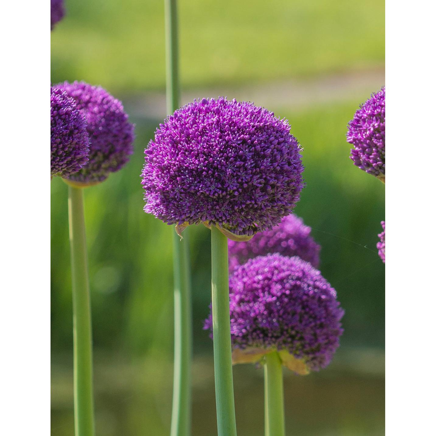 Ambassador Allium - 1 bulb