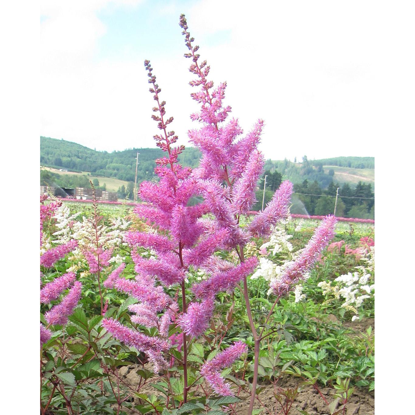 Amethyst Astilbe - 3 root divisions