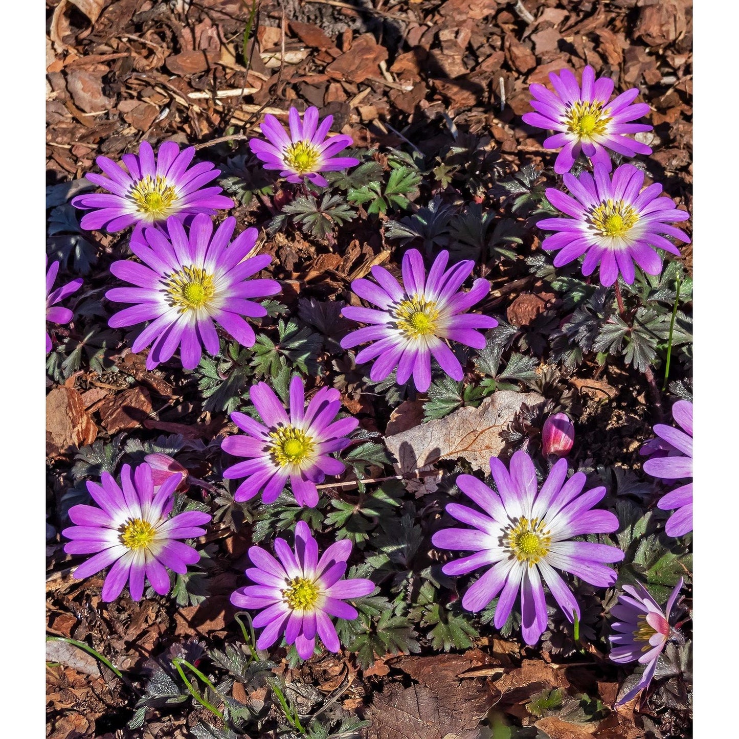 Charmer Anemone blanda - 25 bulbs