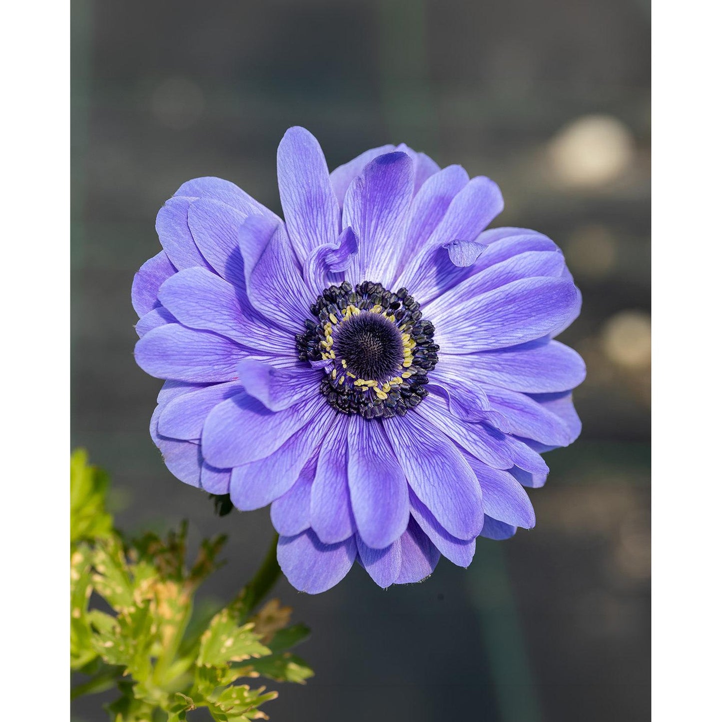 Lord Lieutenant Anemone Coronaria - 25 bulbs
