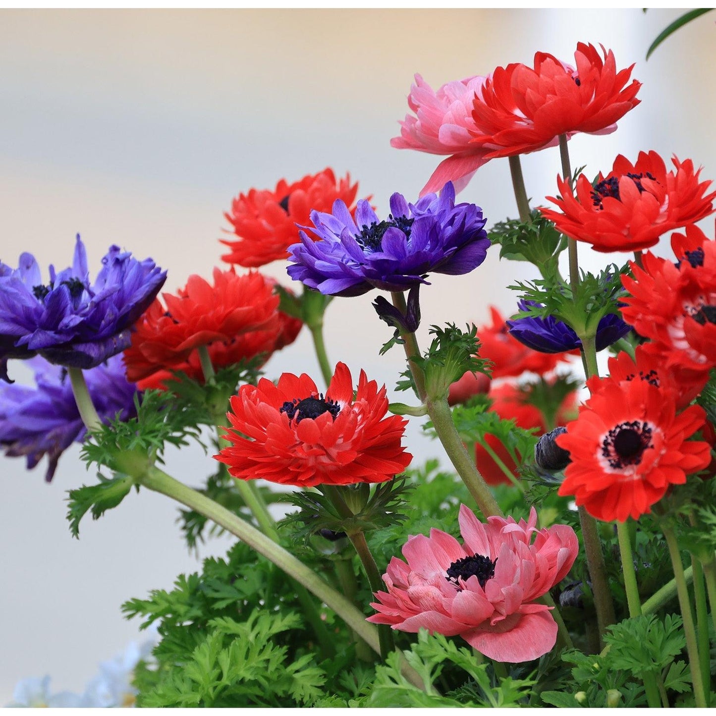 Mixed Anemone Coronaria - 75 bulbs