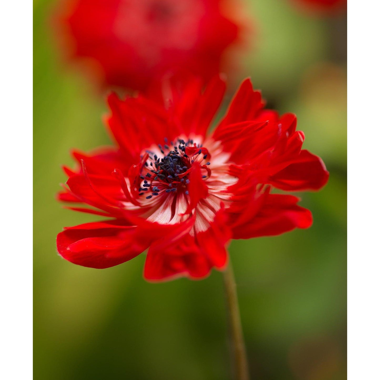 The Governor Anemone Coronaria - 25 bulbs