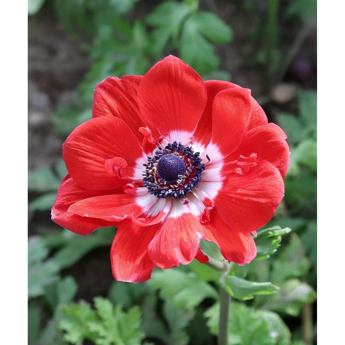 Hollandia Anemone de Caen - 25 bulbs