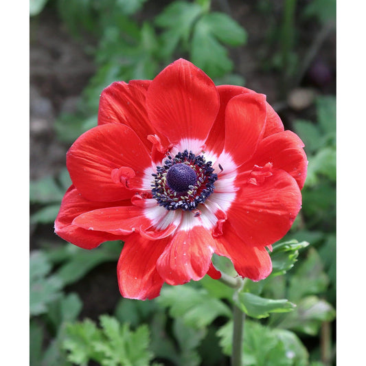 Hollandia Anemone de Caen - 25 bulbs