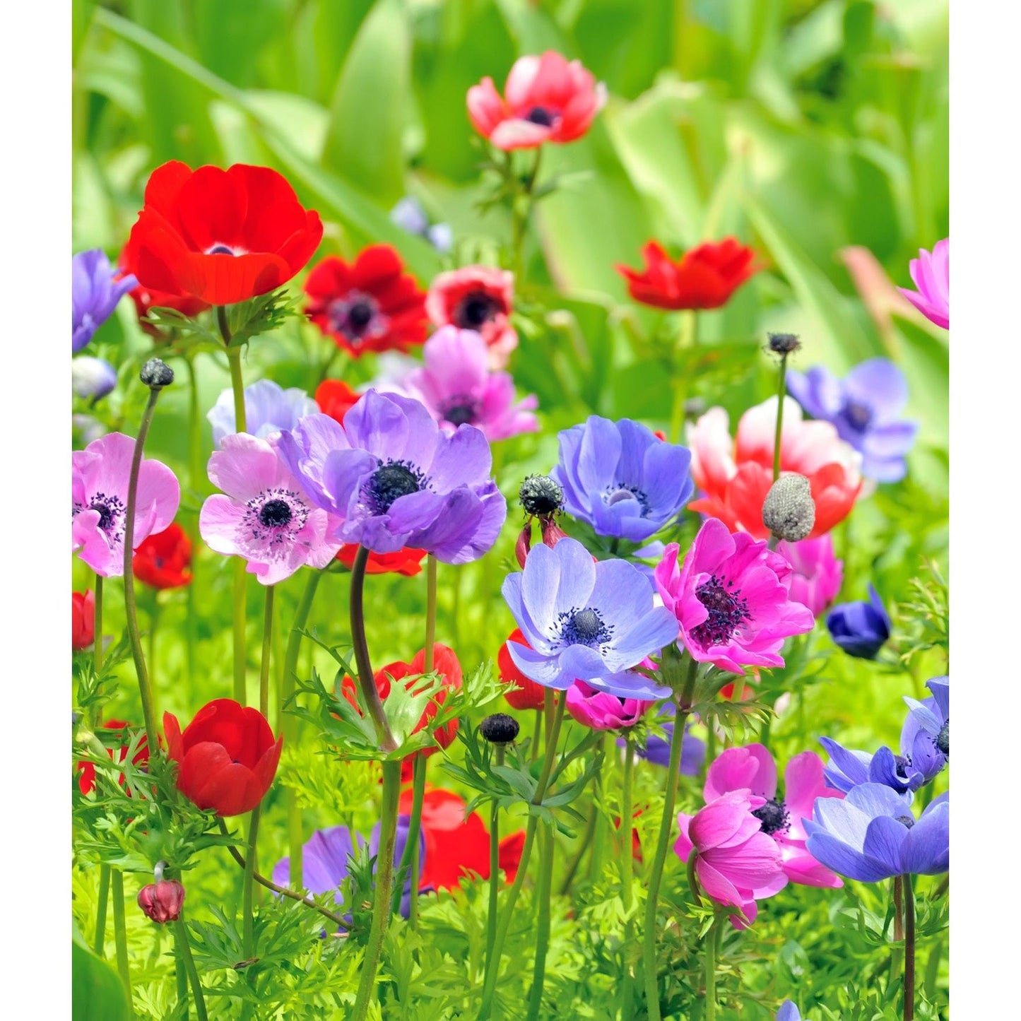 Mixed Anemone De Caen - 75 bulbs