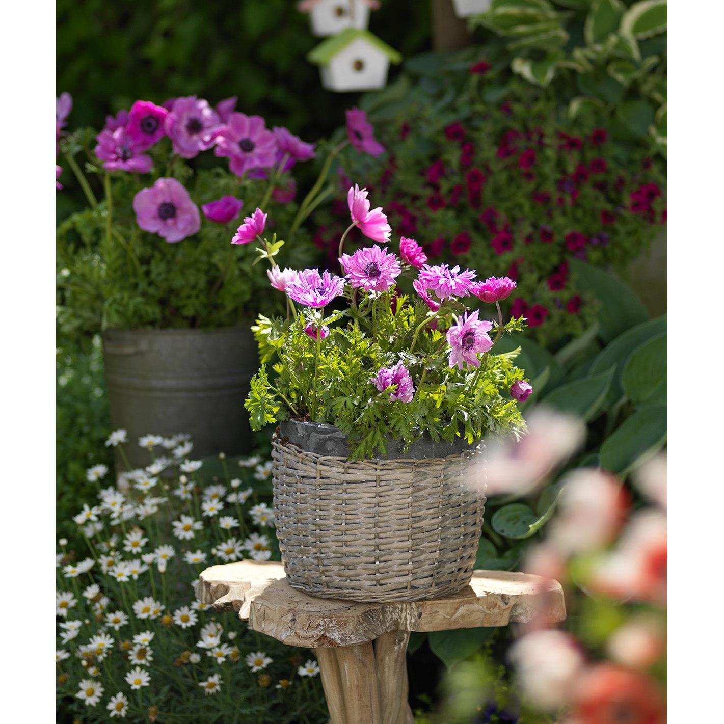Sylphide Anemone de Caen - 25 bulbs
