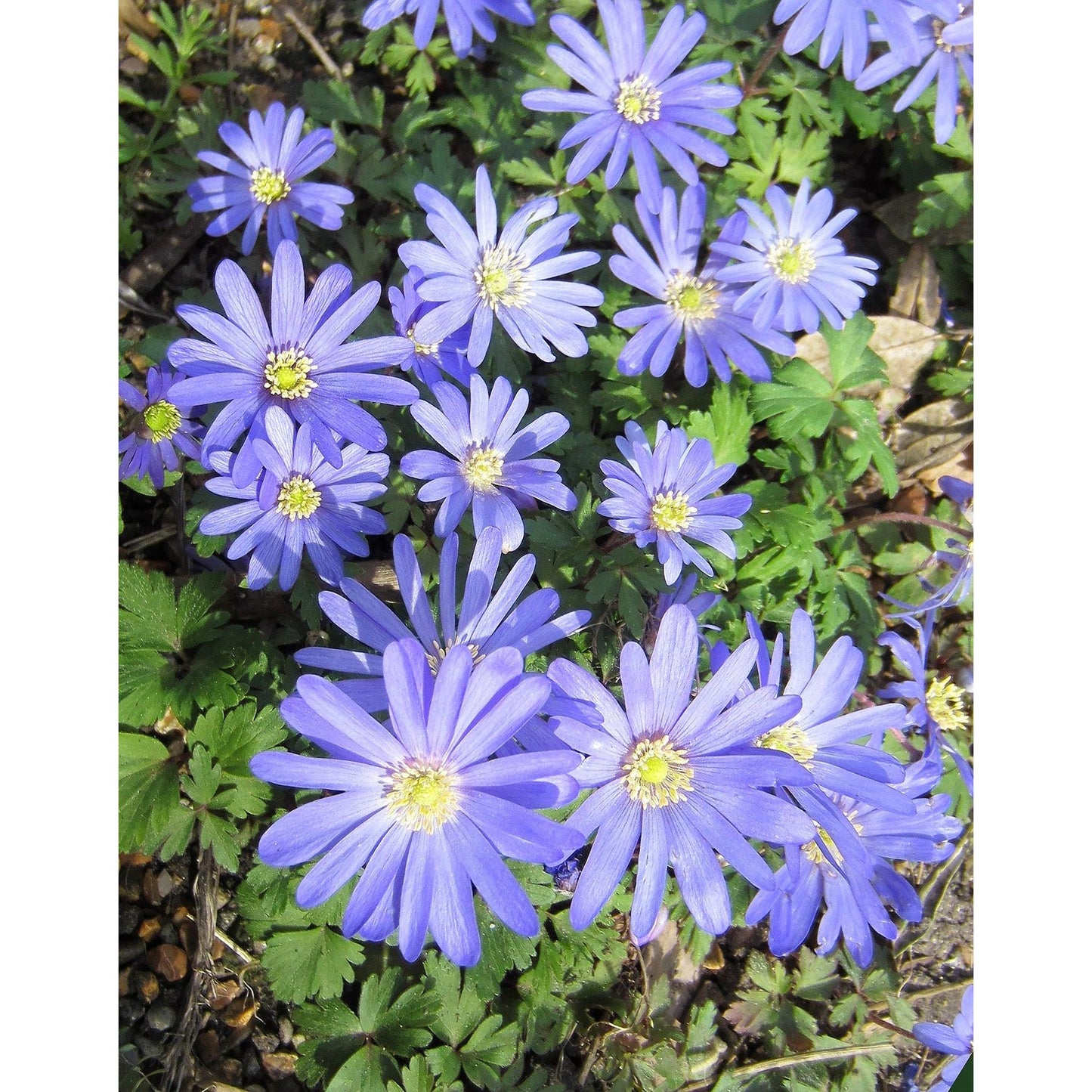 Blue Shades Anemone blanda - 25 bulbs