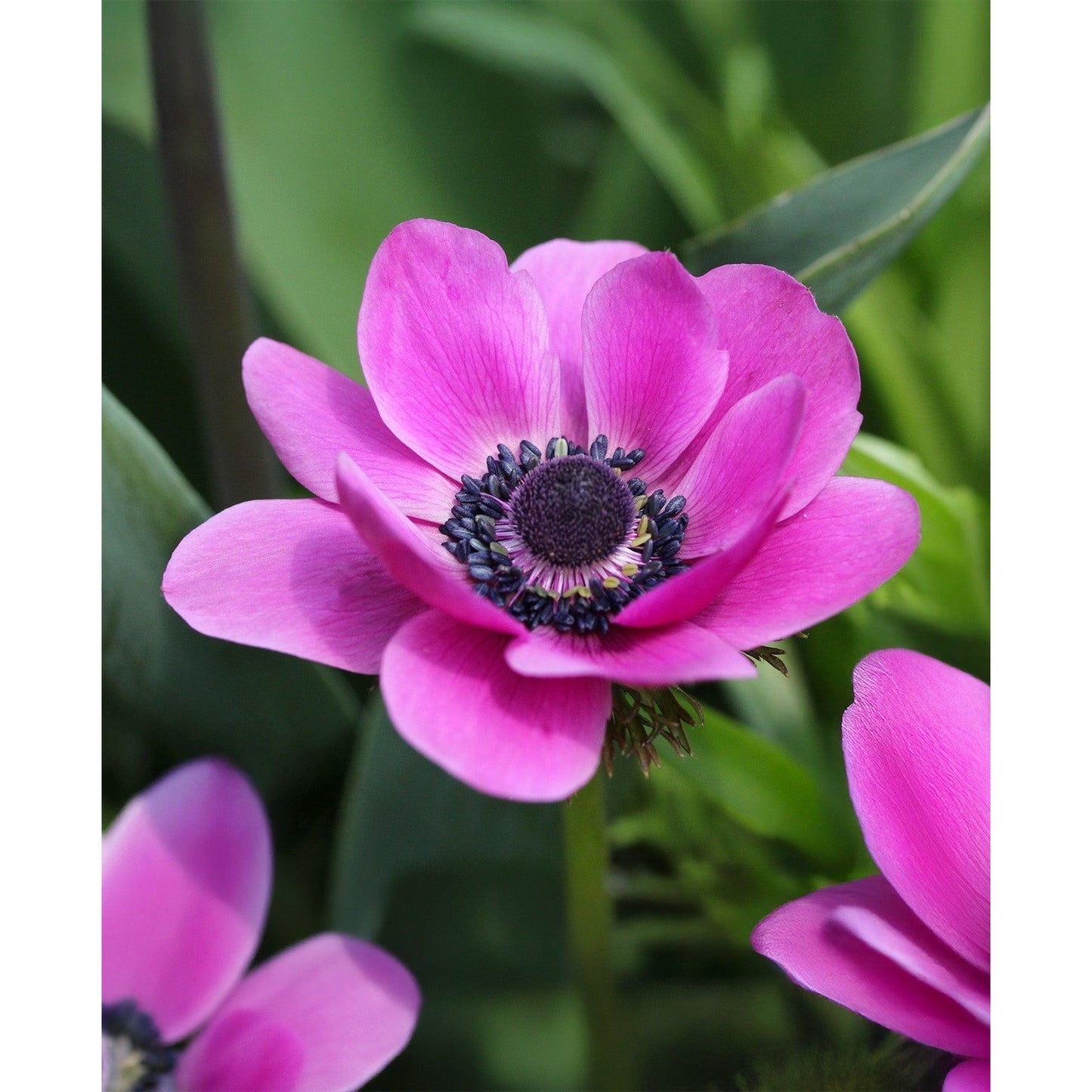 Sylphide Anemone de Caen - 25 bulbs