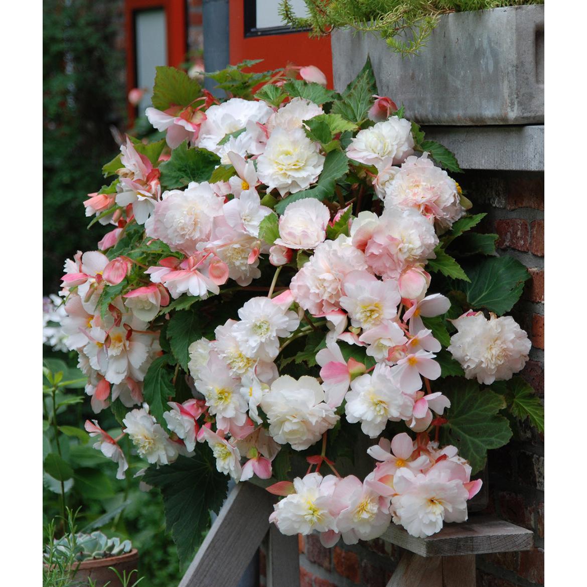 White & Pink Fragrant Hanging Basket Begonia - 3 tubers