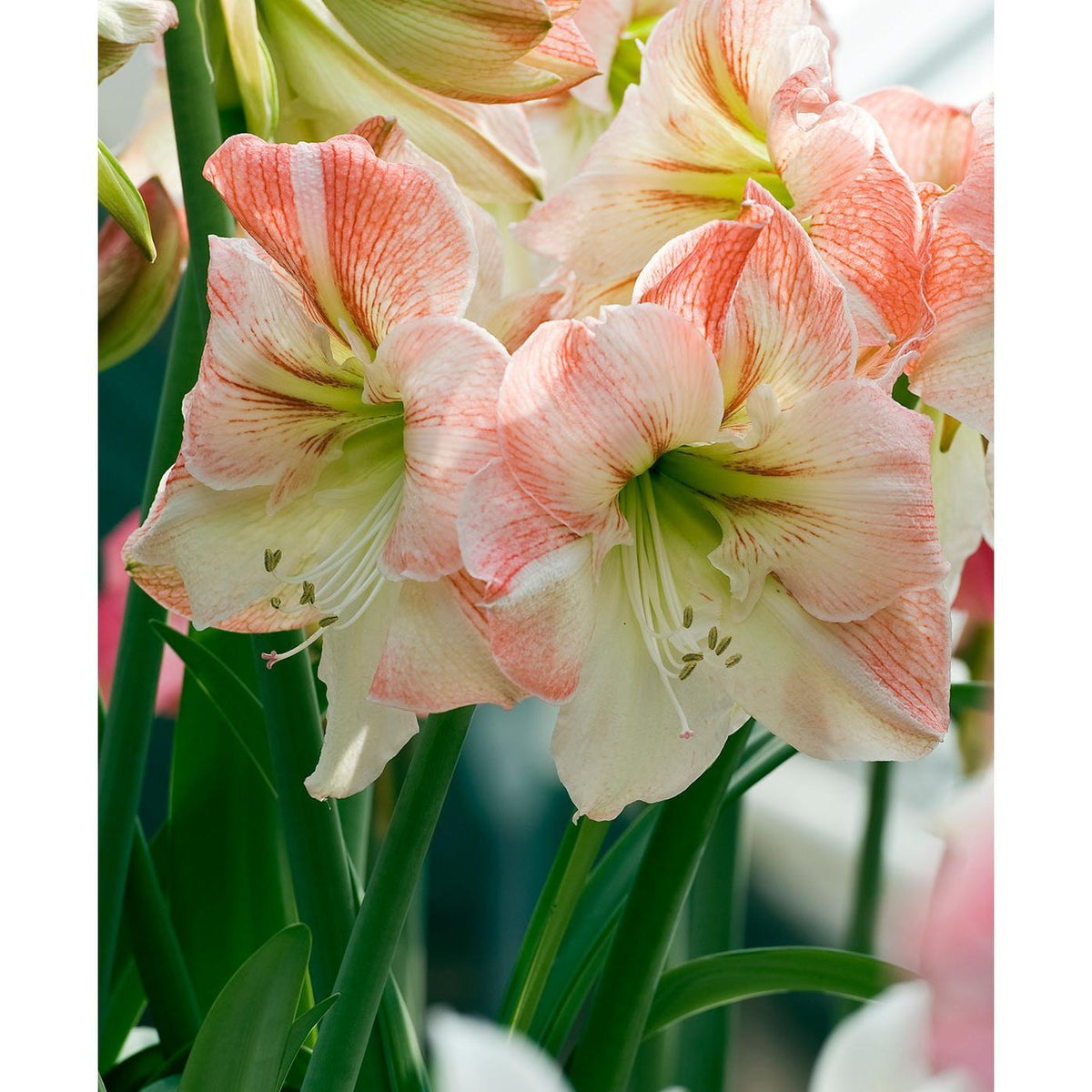 Apple Blossom Amaryllis - 20-22 cm bulb