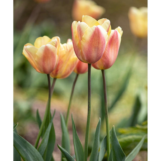Apricot Foxx Triumph Tulip - 10 bulbs
