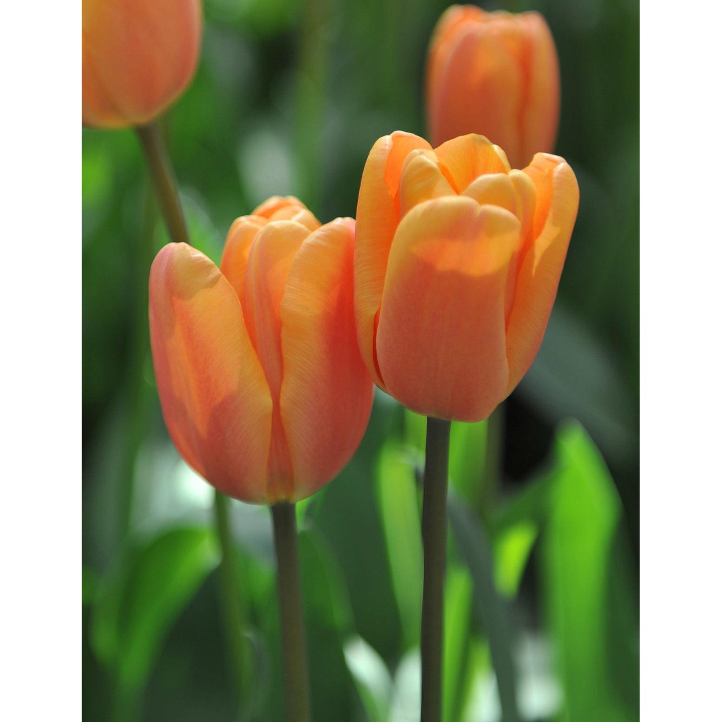 Apricot Foxx Triumph Tulip - 10 bulbs