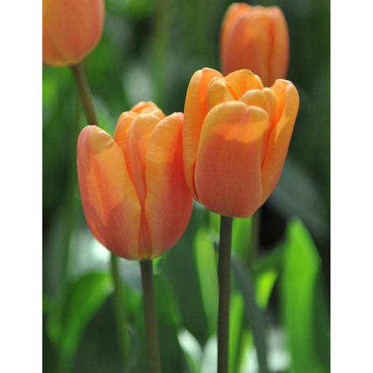 Apricot Foxx Triumph Tulip - 10 bulbs