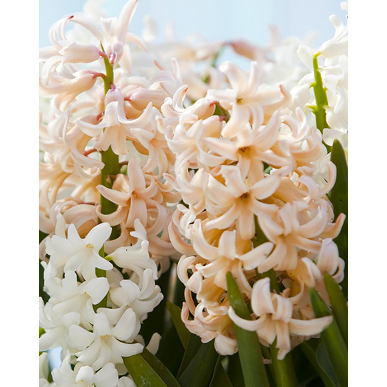 Apricot Passion Hyacinth - 10 bulbs