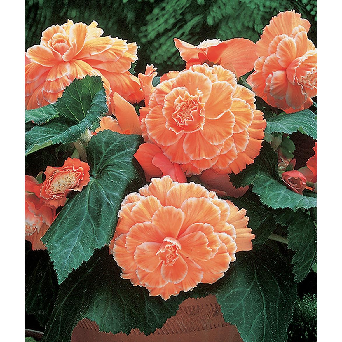 Apricot Picotee Lace Begonia - 3 tubers