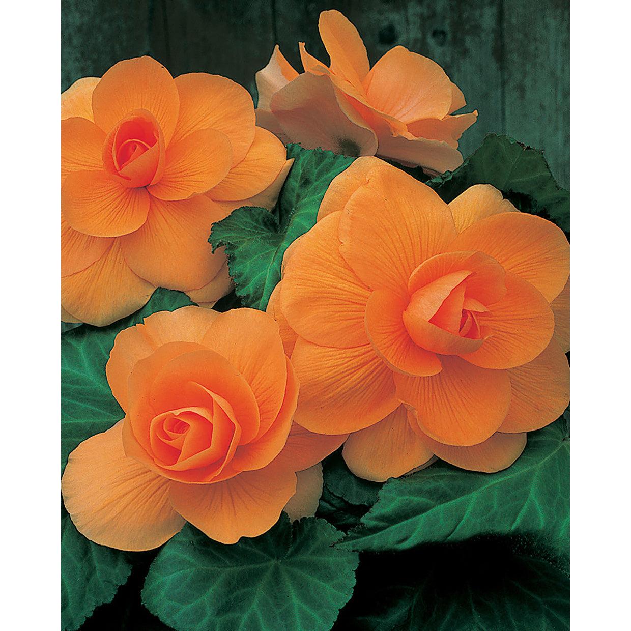 Salmon Double Begonia - 3 tubers
