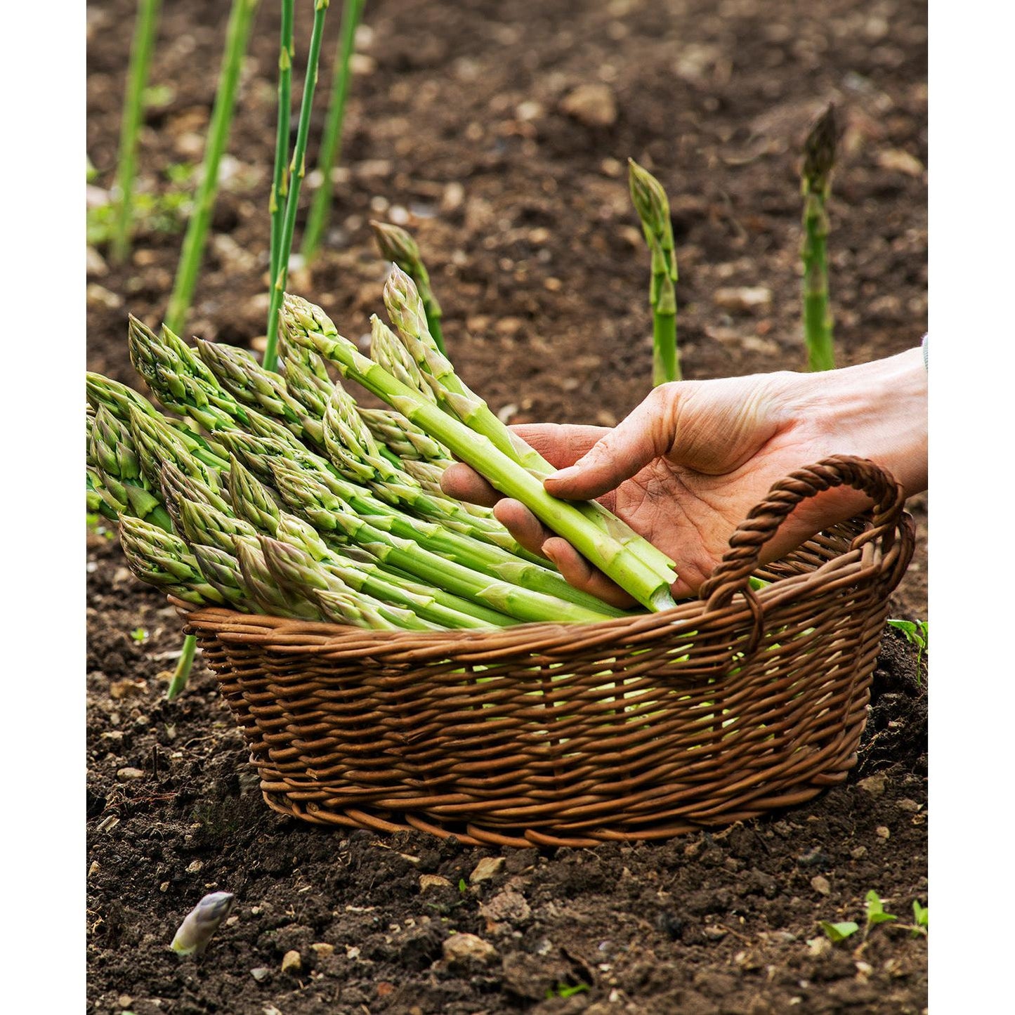 Mary Washington Asparagus Crowns - 10 root divisions