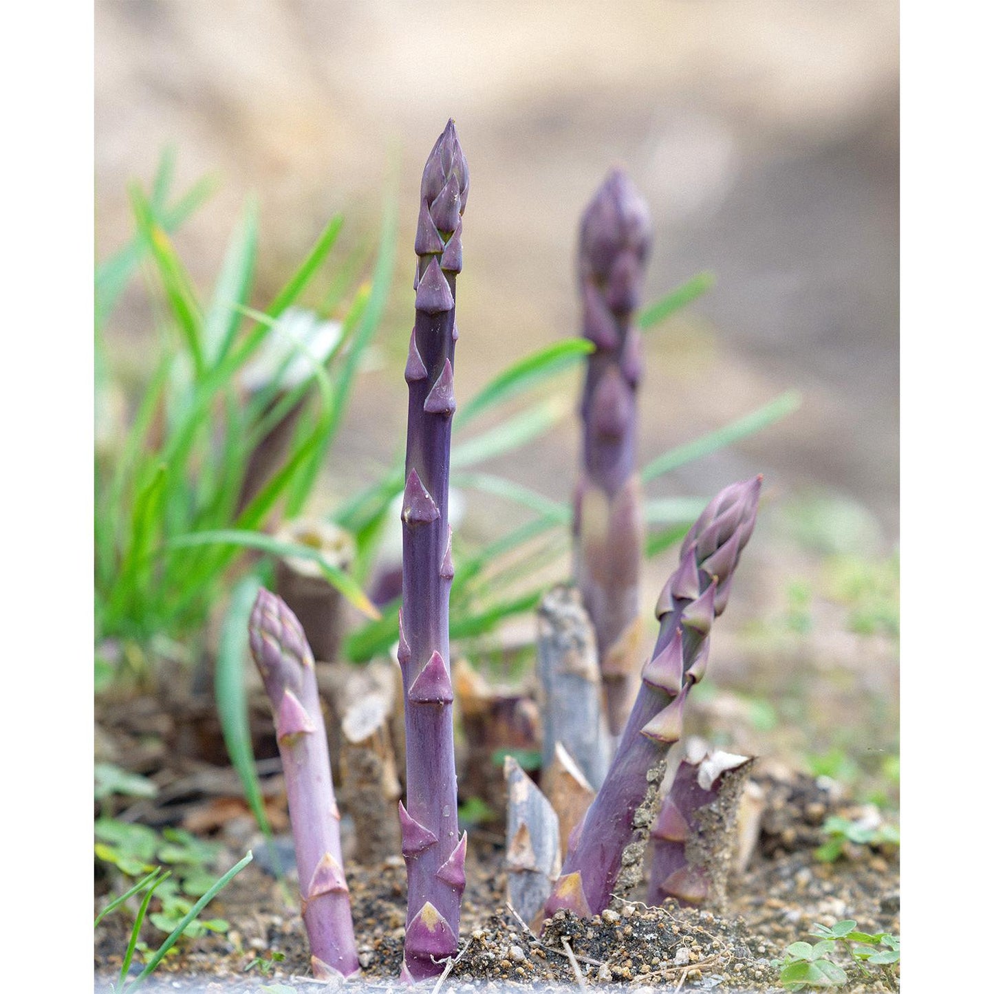 Purple Passion Asparagus Crowns - 10 root divisions