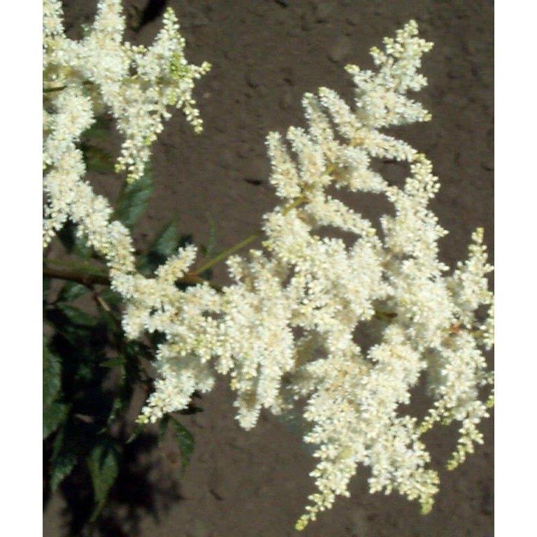 Bridal Veil Tall Astilbe - 3 root divisions