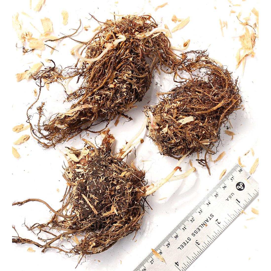 Amethyst Astilbe - 3 root divisions