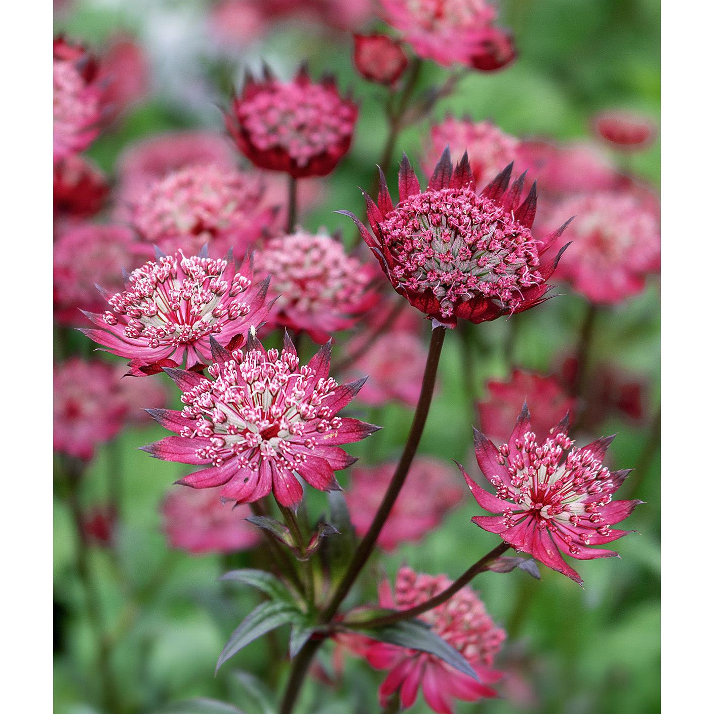 Star of Beauty Astrantia - 3 root divisions
