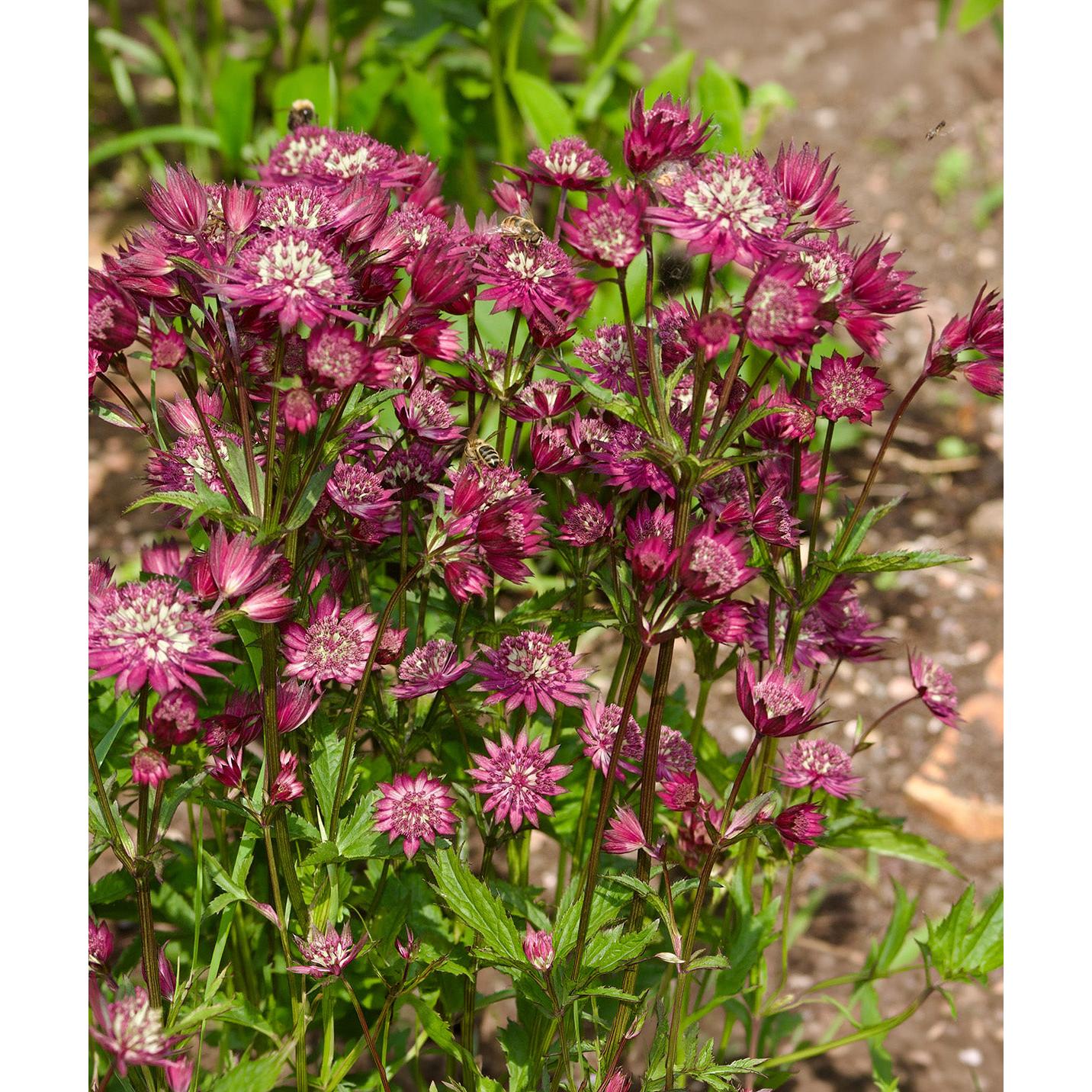 Star of Beauty Astrantia - 3 root divisions