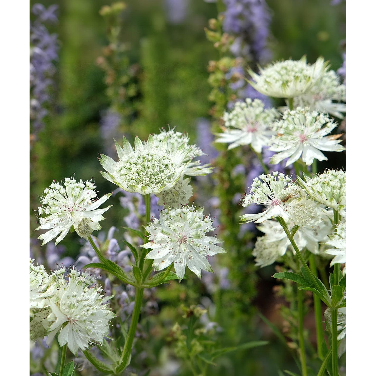 Star of Billions Astrantia - 3 root divisions