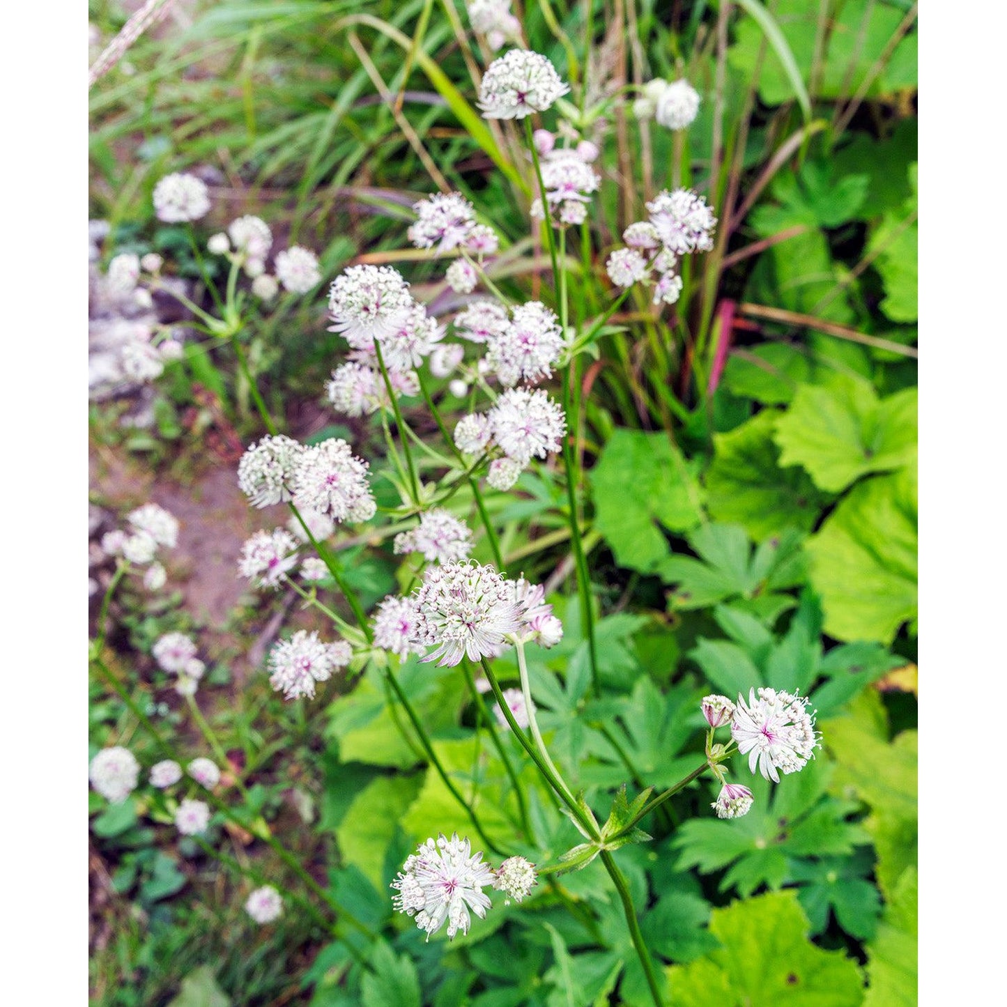 Star of Billions Astrantia - 3 root divisions