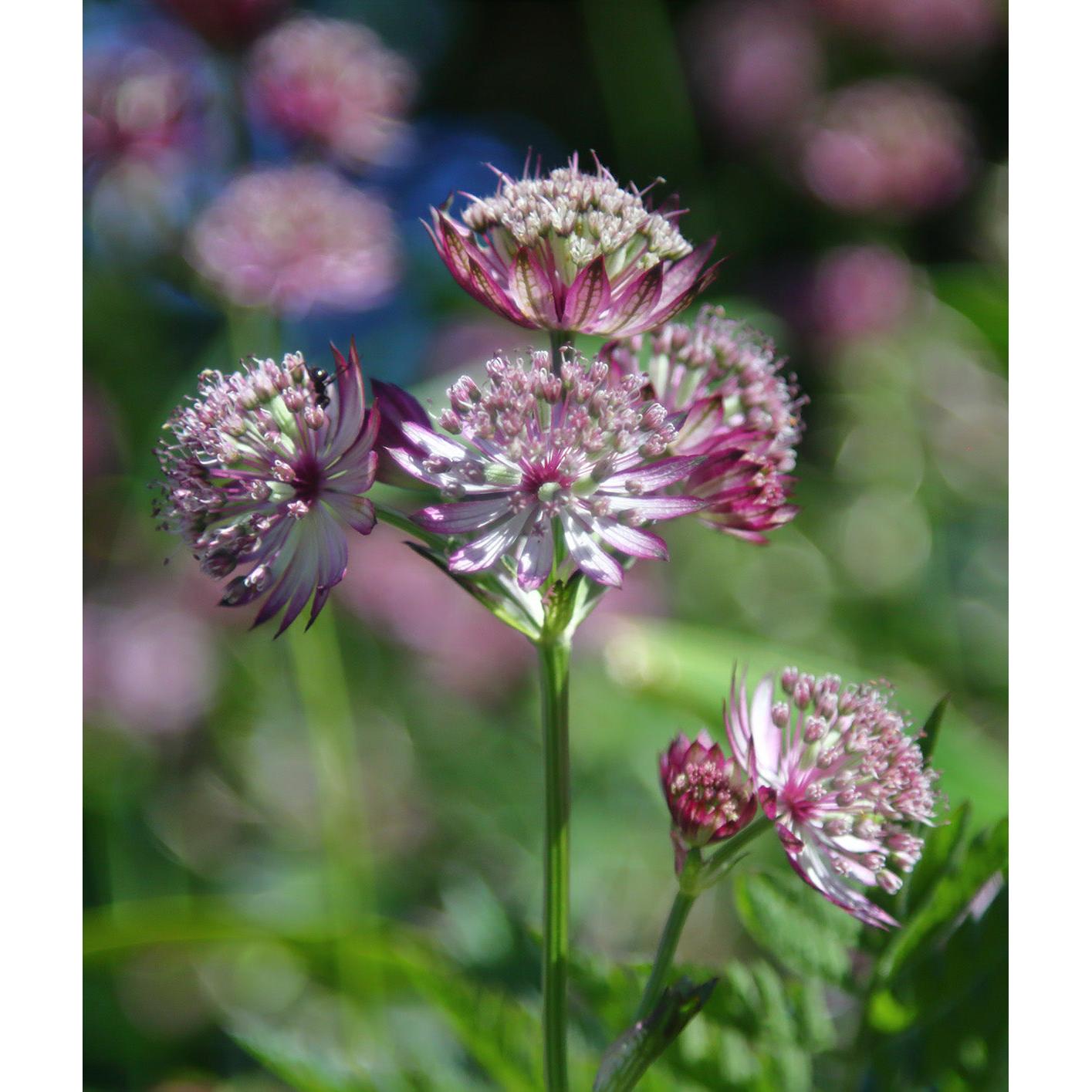 Star of Fire Astrantia - 3 root divisions
