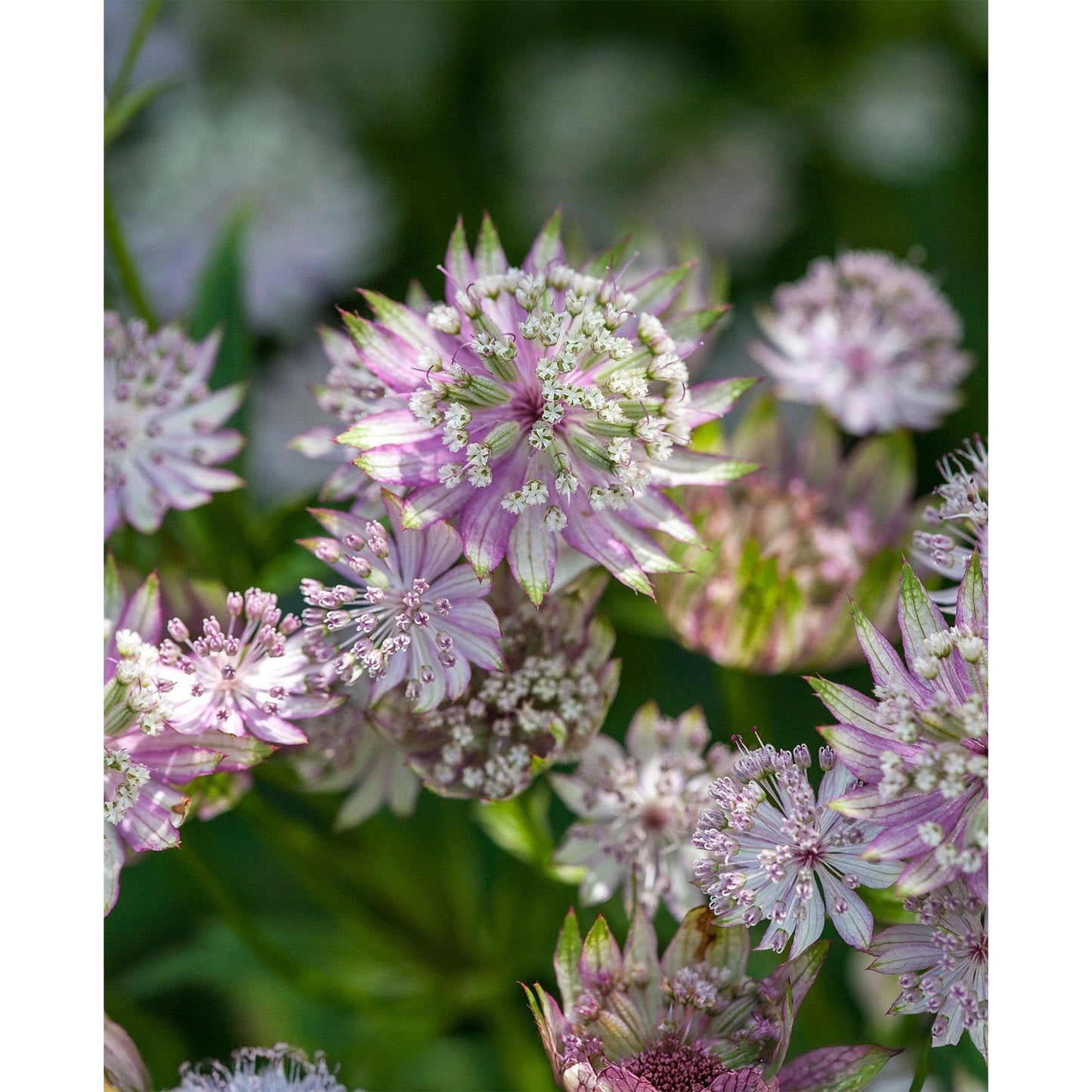 Star of Royals Astrantia - 3 root divisions