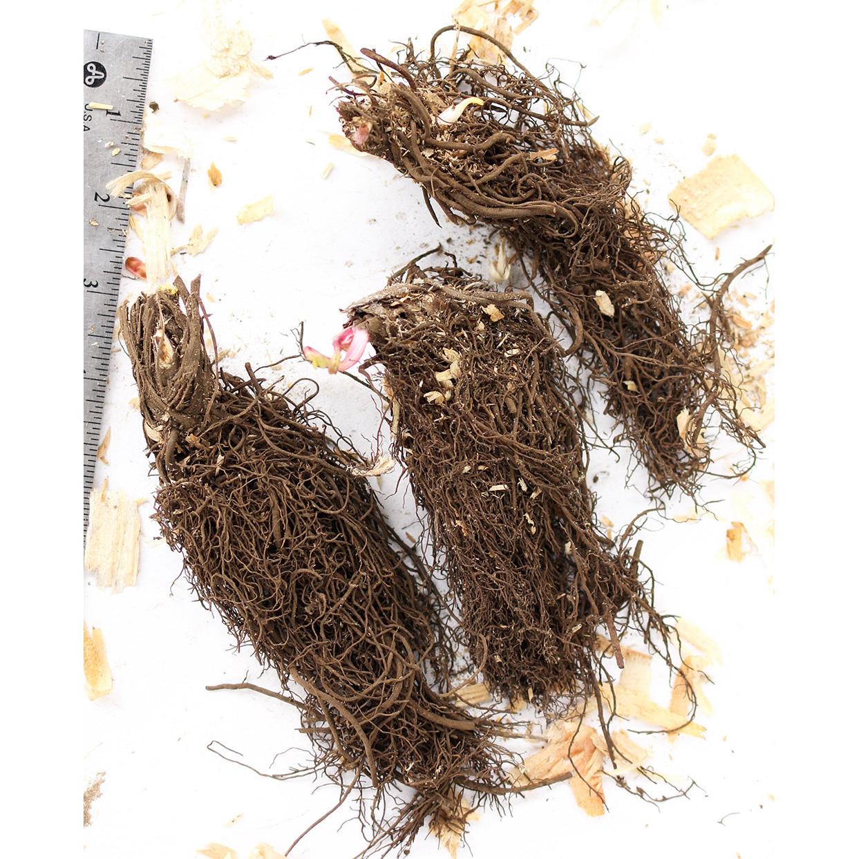 Star of Billions Astrantia - 3 root divisions