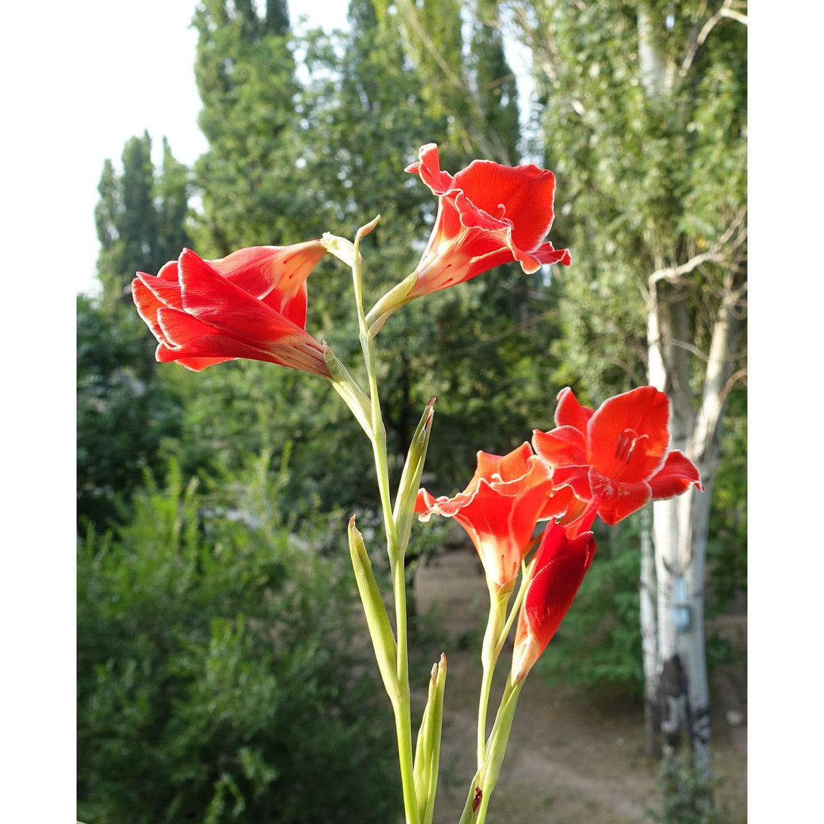 Atom Hardy Gladiolus - 5 bulbs