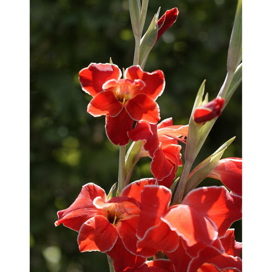 Atom Hardy Gladiolus - 5 bulbs