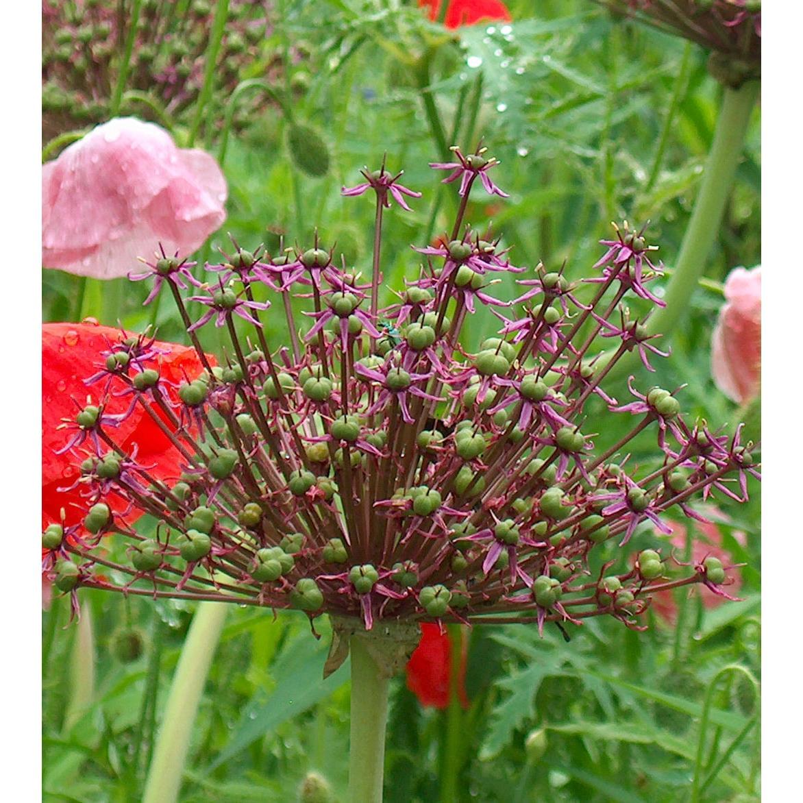 Atropurpureum Allium - 5 bulbs