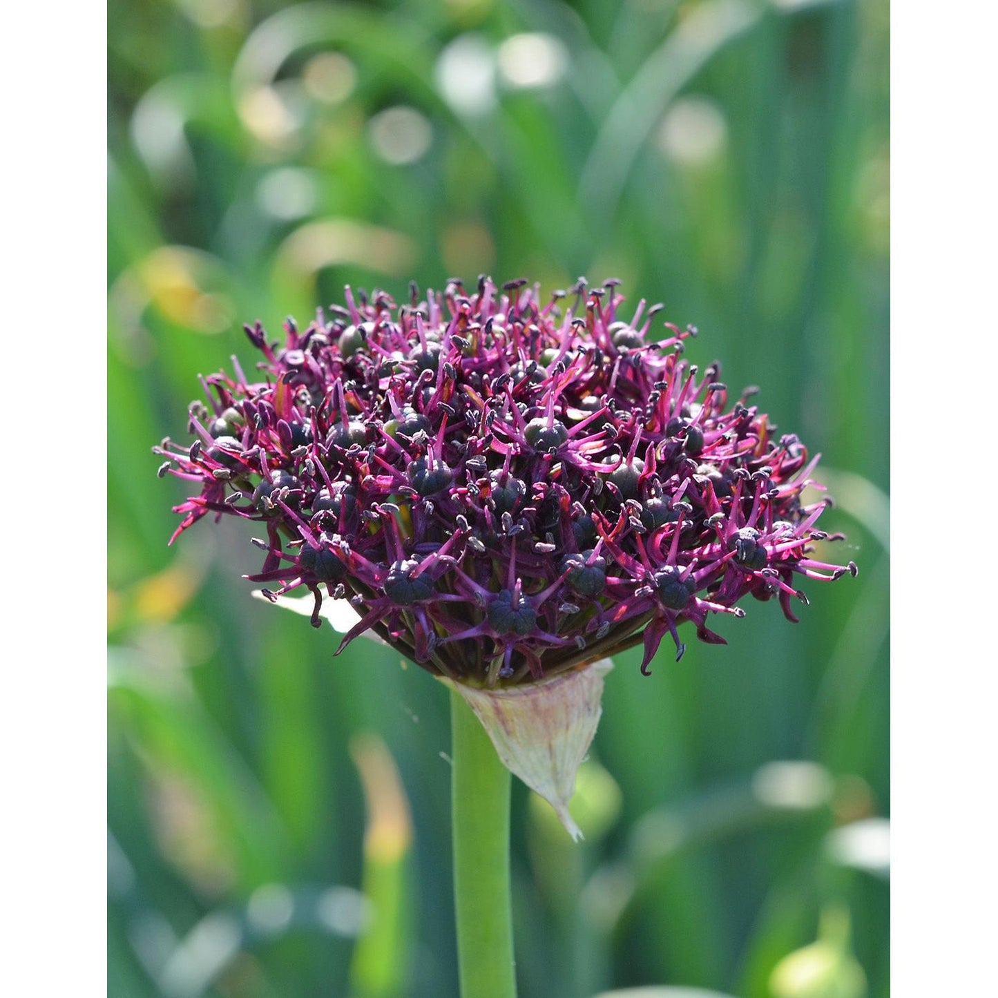 Atropurpureum Allium - 5 bulbs