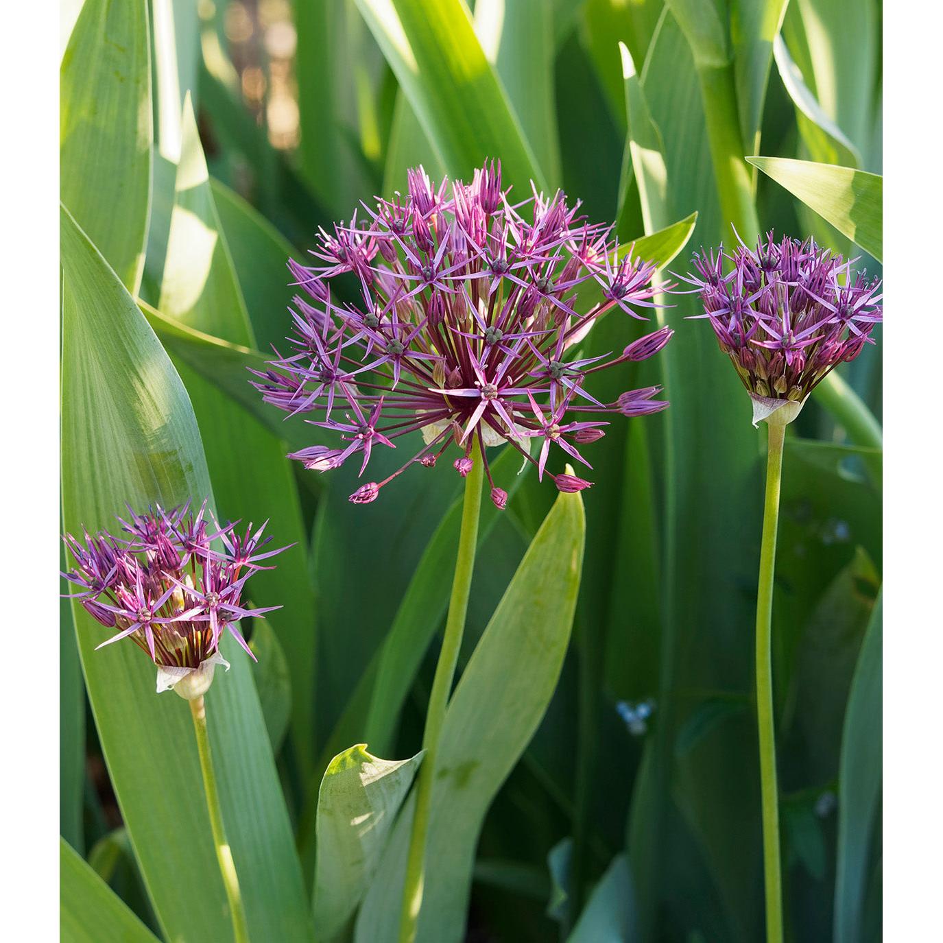 Atropurpureum Allium - 5 bulbs