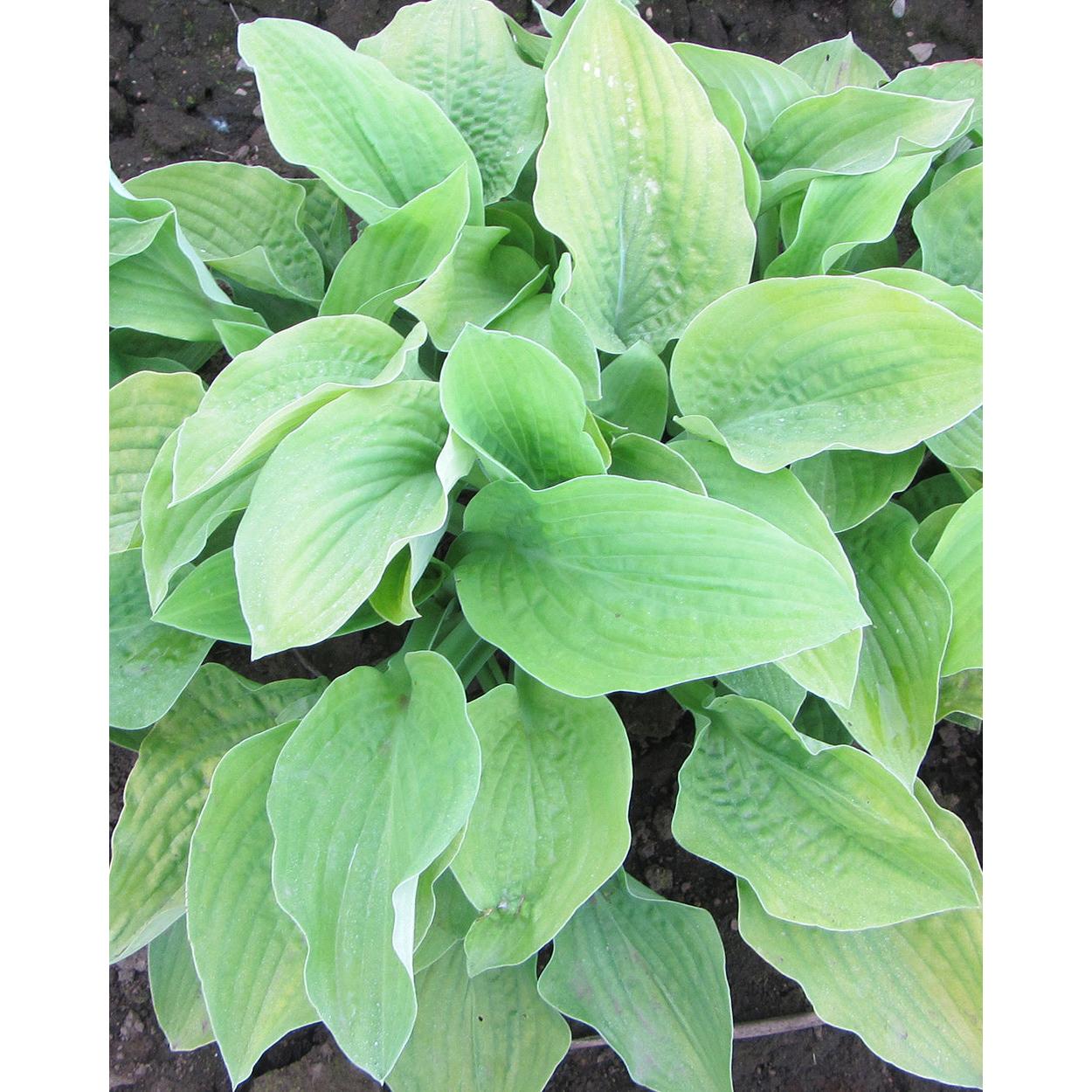 August Moon Hosta - 3 root divisions