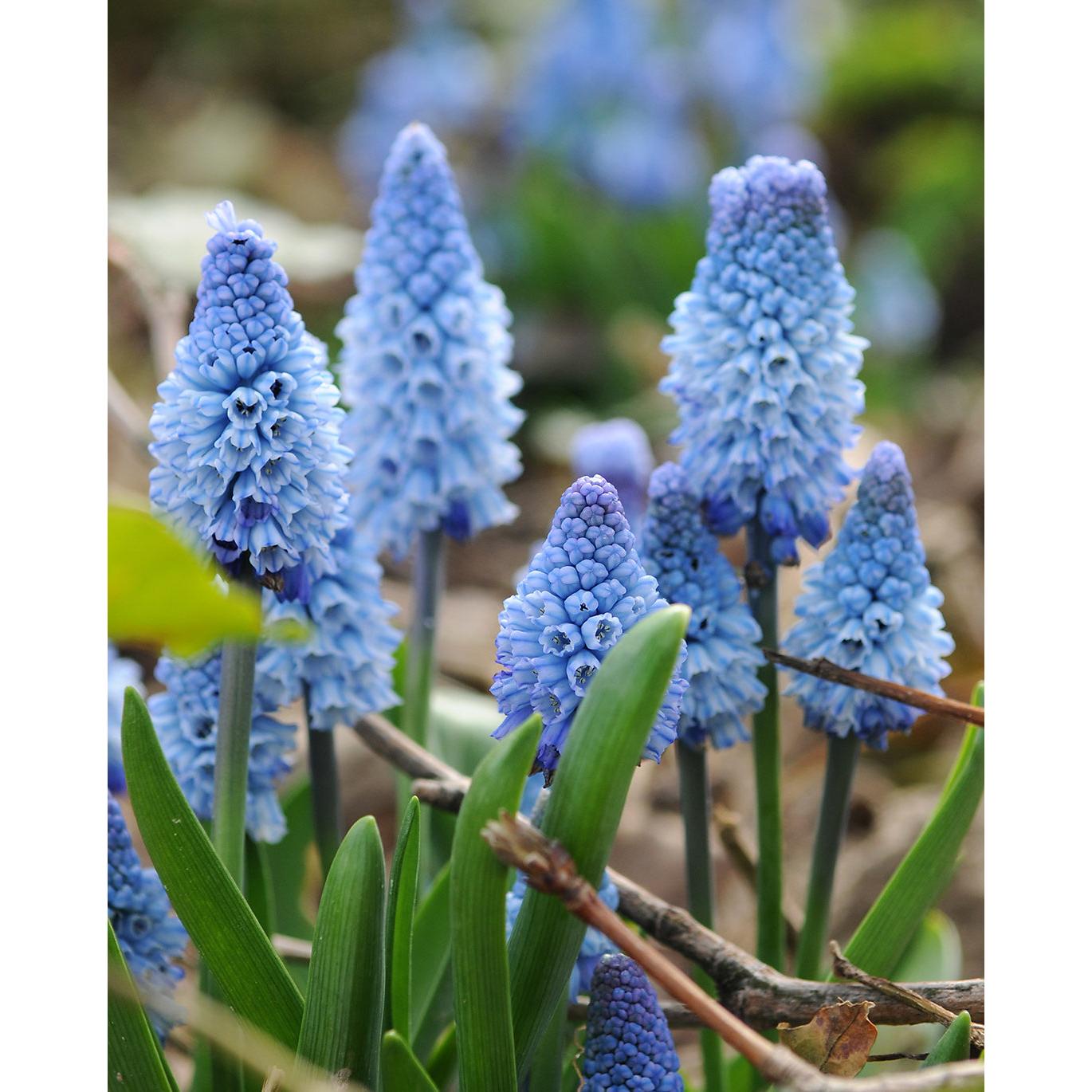 Azureum Muscari - 10 bulbs