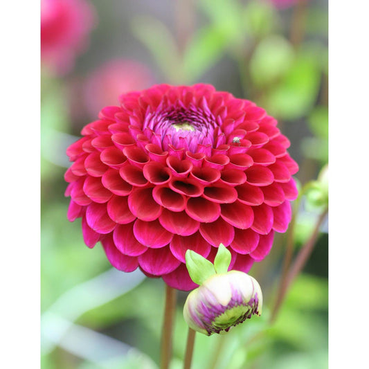 Babette Ball Dahlia - 3 root divisions