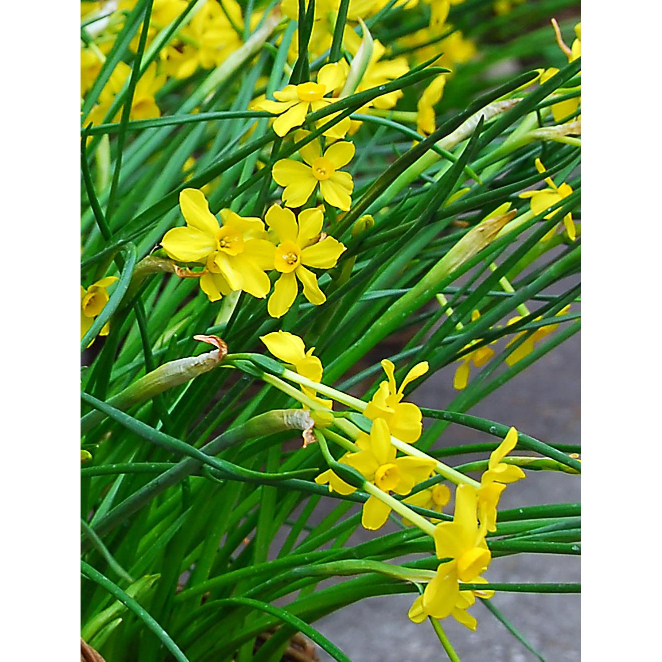 Baby Moon Jonquilla Daffodil - 10 bulbs